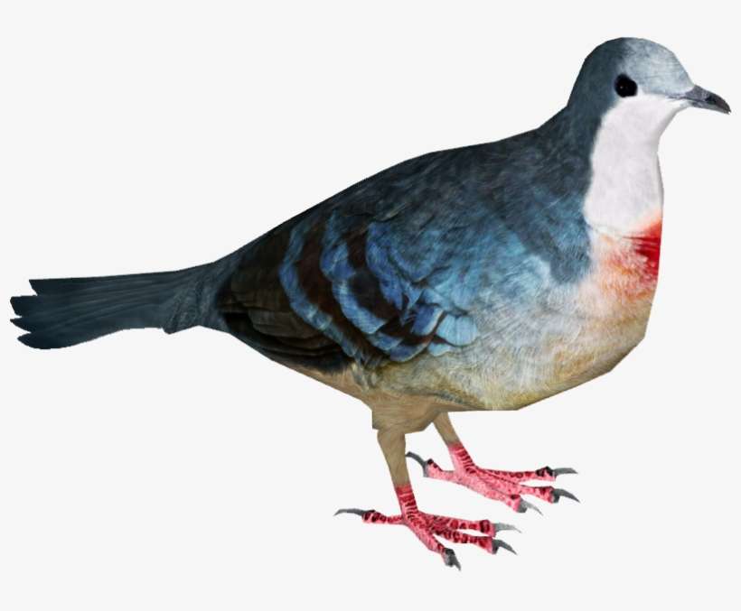 Luzon Bleeding Heart - Bleeding Heart Pigeon Png, transparent png download