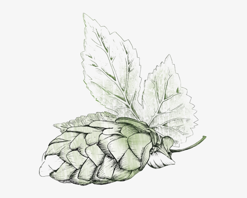 Hops Beer Png, transparent png download