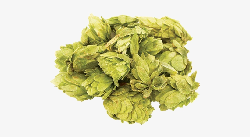 Whole Hops For Dry Hopping - Morebeer! Northern Brewer Whole Hops 1 Lb, transparent png download