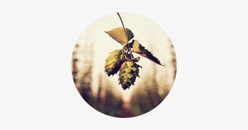 The Addition Of Hops To Cold Beer Allows The Aromatic - Beer Hops, transparent png download