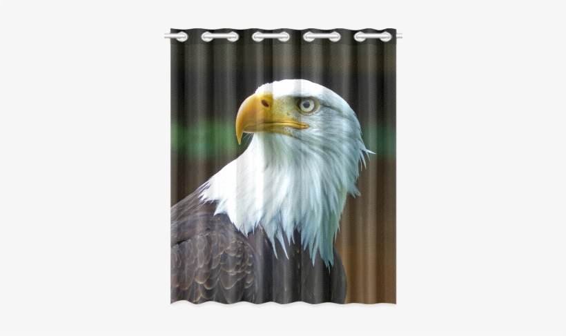Bald Eagle Head 001 - Window, transparent png download