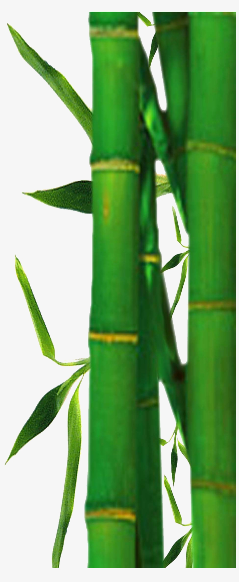 Bamboo Png - Bamboo Border Leaves Png, transparent png download