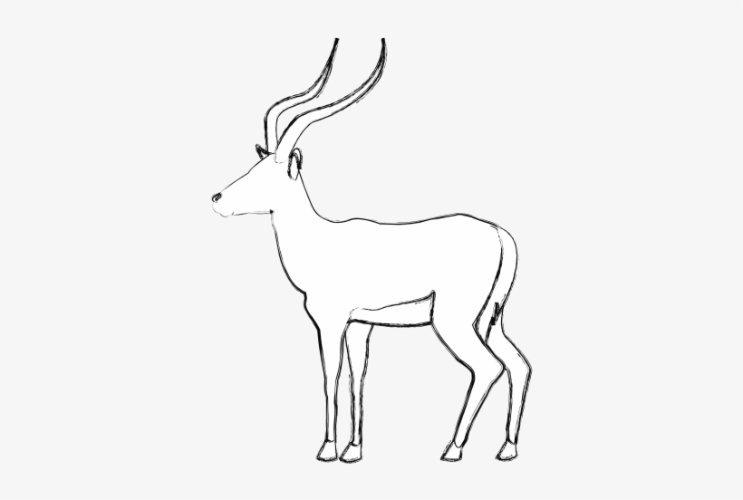 Clip Black And White Download Pair Of Standing Impala - Drawing, transparent png download