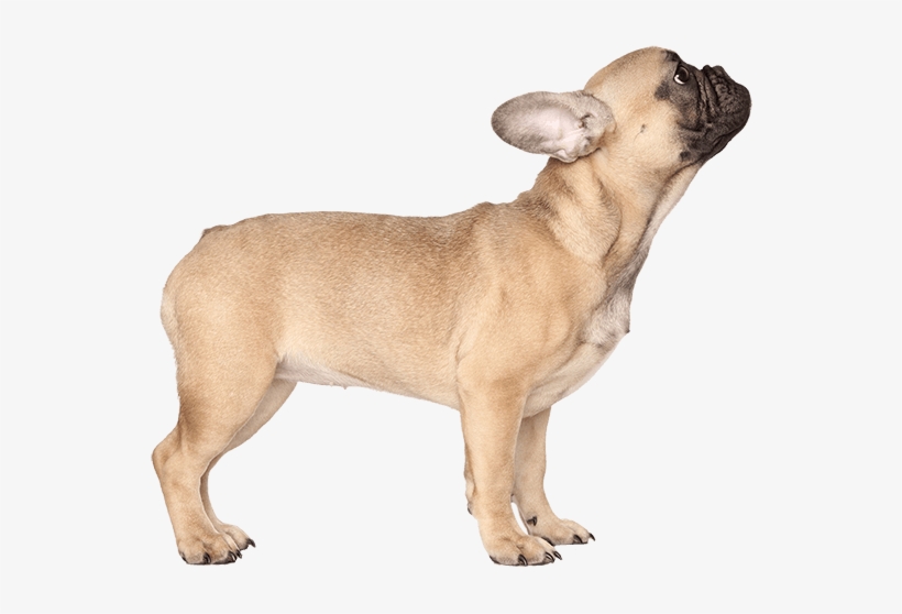 Appearance Of French Bulldog - French Bulldog Png, transparent png download