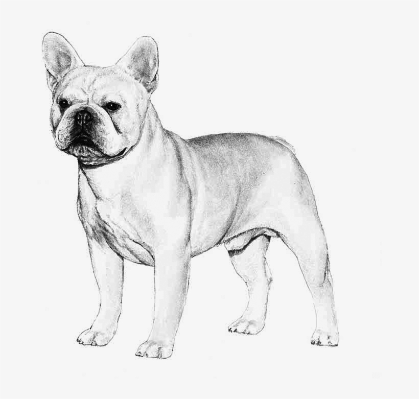 French Bulldog, transparent png download