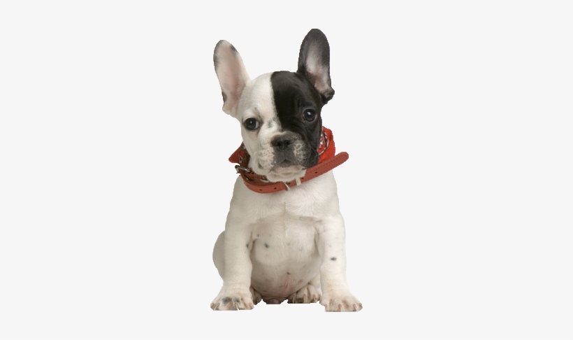 Beds, Collars And Accessories - French Bulldog Puppy Png, transparent png download