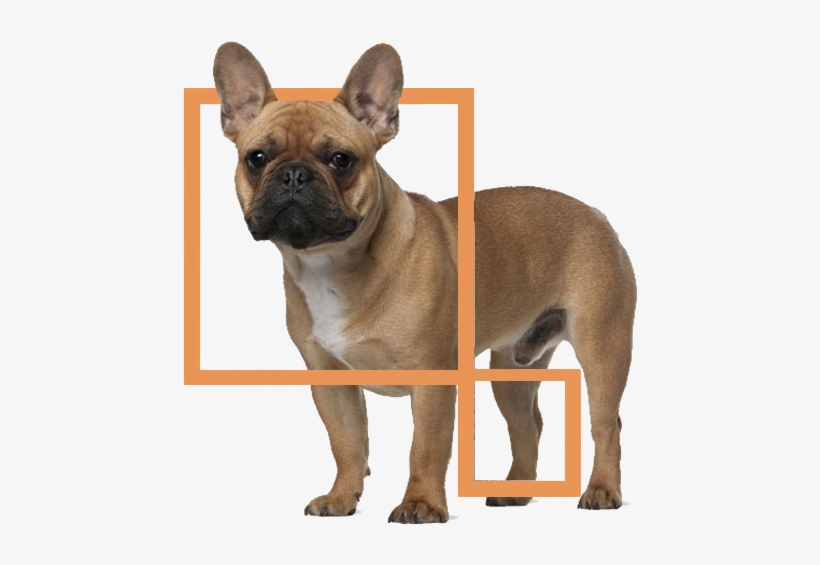 Big Ears - Sporn Dog Harness, transparent png download