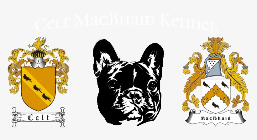 Celt Macbhaid - French Bulldog, transparent png download