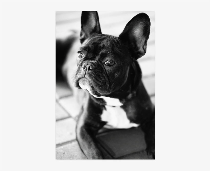 French Bulldog Poster 16"x24" - Black French Bulldog Art, transparent png download