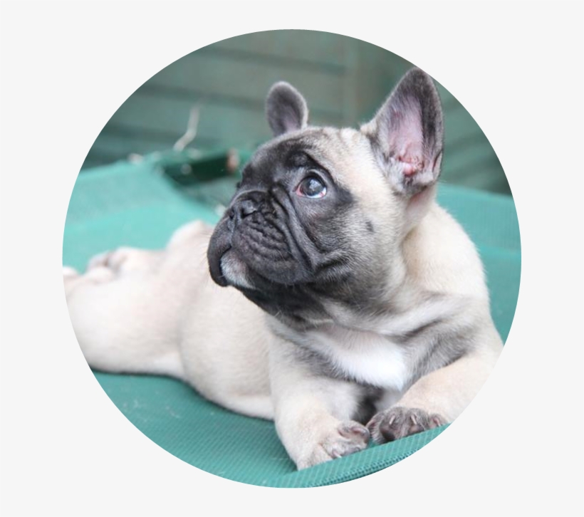 Picture - French Bulldog Malta Instagram, transparent png download