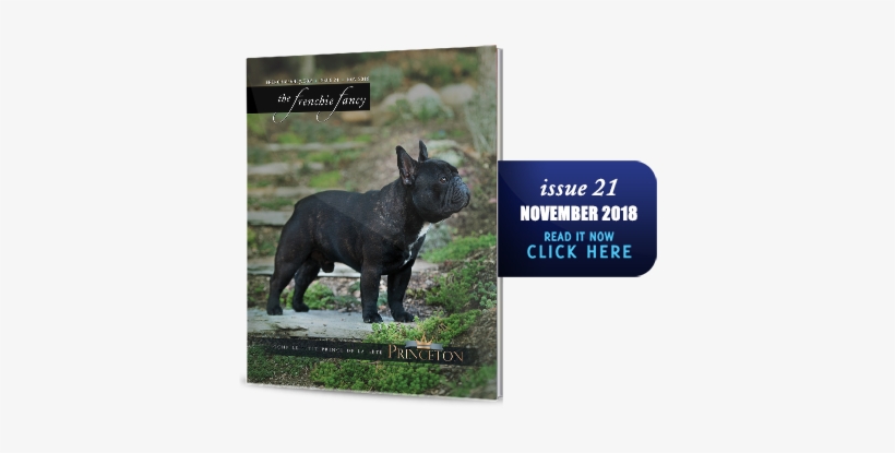 French Bulldog, transparent png download