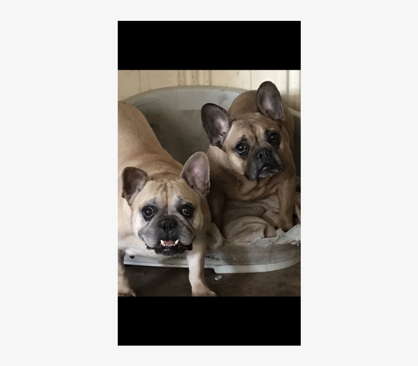 French Bulldog, transparent png download