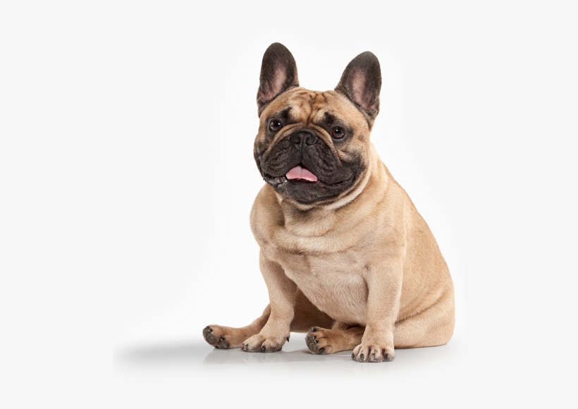French Bulldog - Esschert Design Tp169 Dog & Cat Garden Stakes, transparent png download