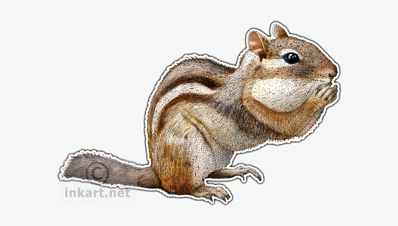 Eastern Chipmunk - Eastern Chipmunk Throw Blanket, transparent png download