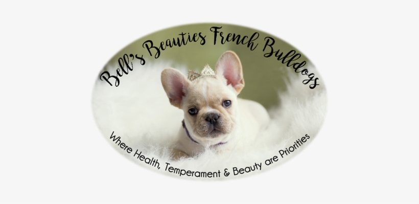 Bell's Beauties French Bulldogs - Destination Fashion Large Beautiful Thoughts A5 Notebook, transparent png download