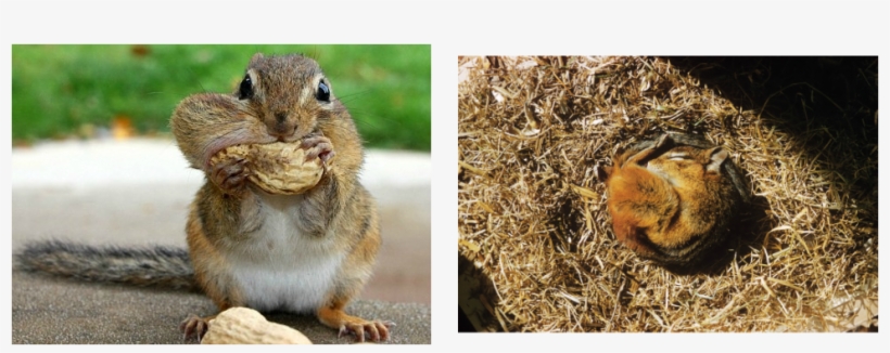 Chipmunks Tamias Striatus - Chipmunks Hibernate, transparent png download