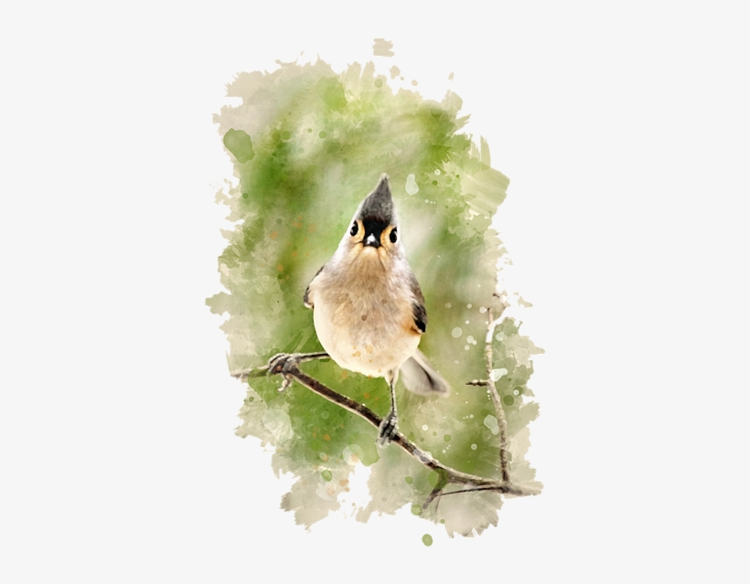 Click And Drag To Re-position The Image, If Desired - Tufted Titmouse Watercolor, transparent png download