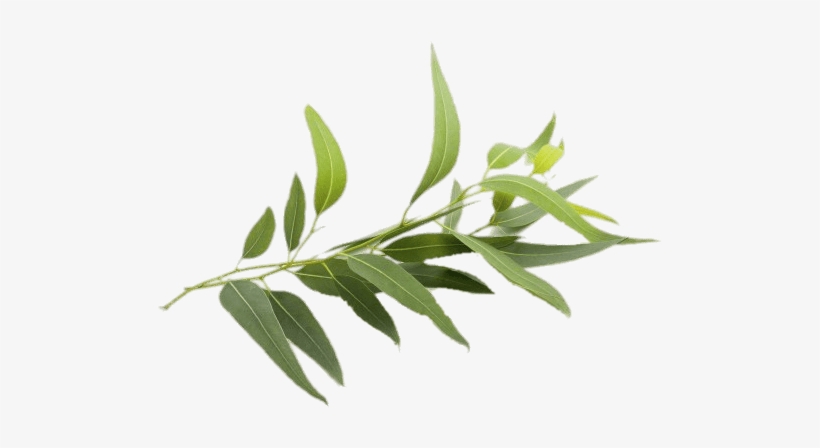 Nature - Eucalyptus - Natural Eucalyptus, transparent png download