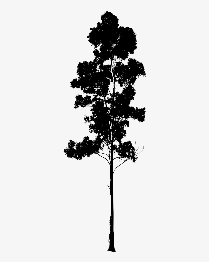 Gum Tree Drawing Silhouette - Eucalyptus Tree Silhouette, transparent png download