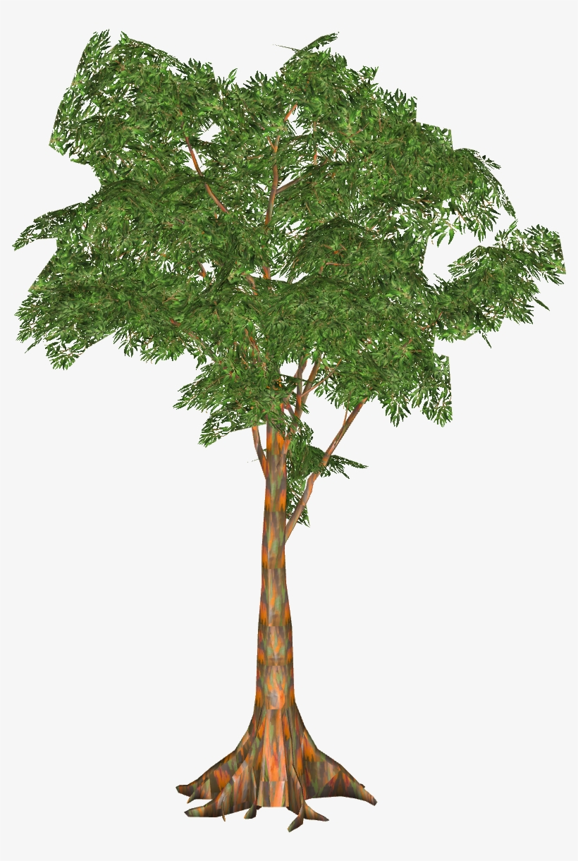 Rainbow Eucalyptus - Ficus Grande, transparent png download