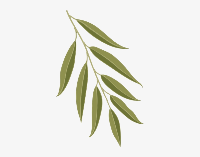 Weeping Willow - Willow, transparent png download