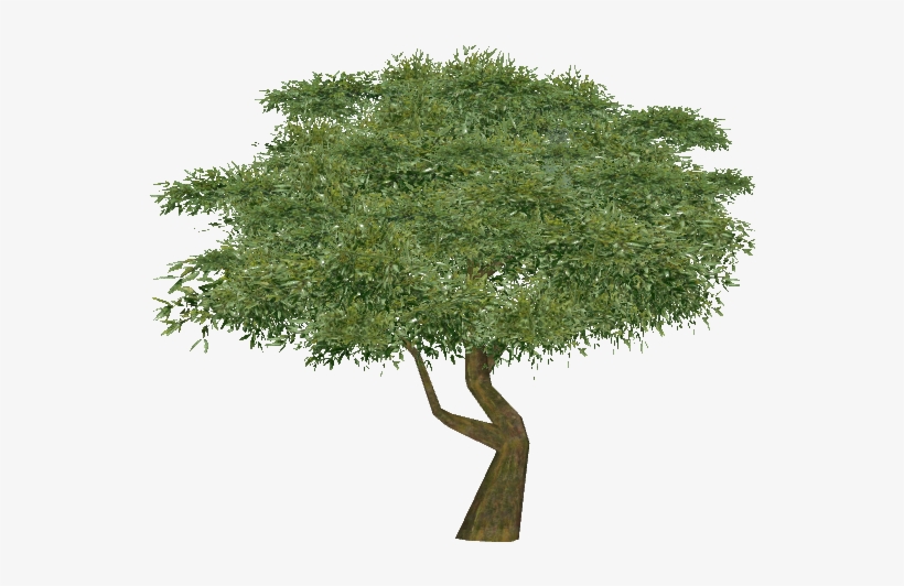 Eucalyptus - Plane, transparent png download