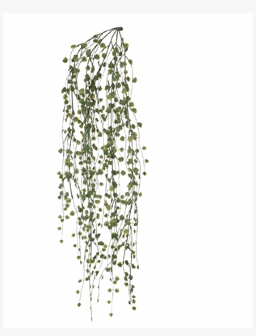 Eucalyptus Hanging, transparent png download