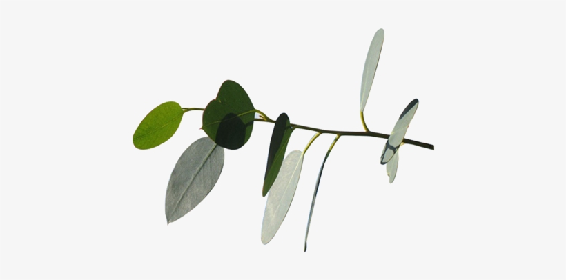 Eucalyptus - Eucalyptus Leaves, transparent png download