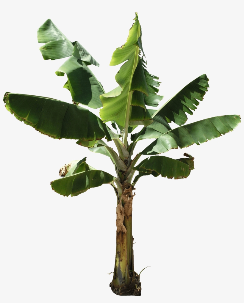 Tree Banana Png, transparent png download