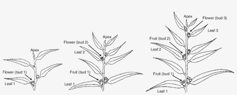 Tissue Types Harvested For Studies Of Gene Expression - Apex Flower, transparent png download