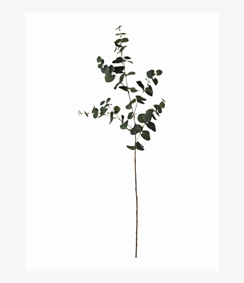 Artificial Eucalyptus Sprig - Linea Eucalyptus Sprig, transparent png download