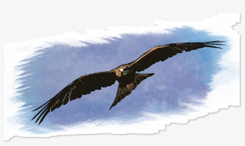 Adesivo Watercolor Predator De Felipe Gomesna - Portable Network Graphics, transparent png download