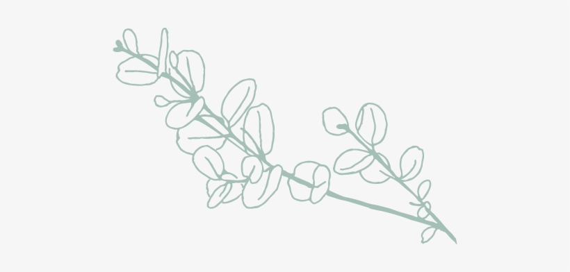 Eucalyptus Line Drawing - Drawing, transparent png download