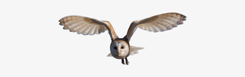 Owl Png, transparent png download