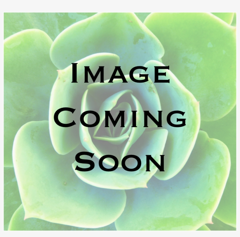 Echeveria, transparent png download
