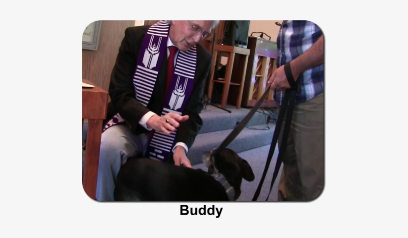 Dog Licks, transparent png download