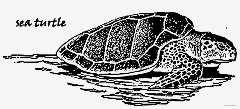Prairie Falcon Clipart Turtle - Sea Turtle, transparent png download