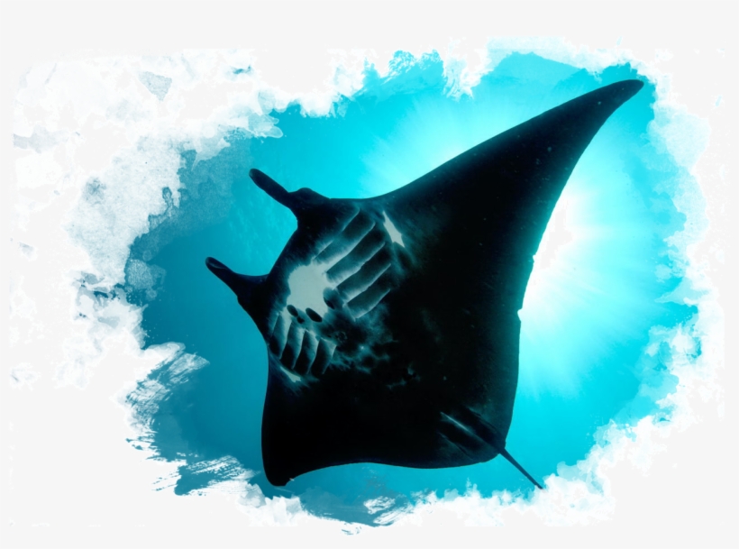 Elementals - Giant Manta Ray, transparent png download