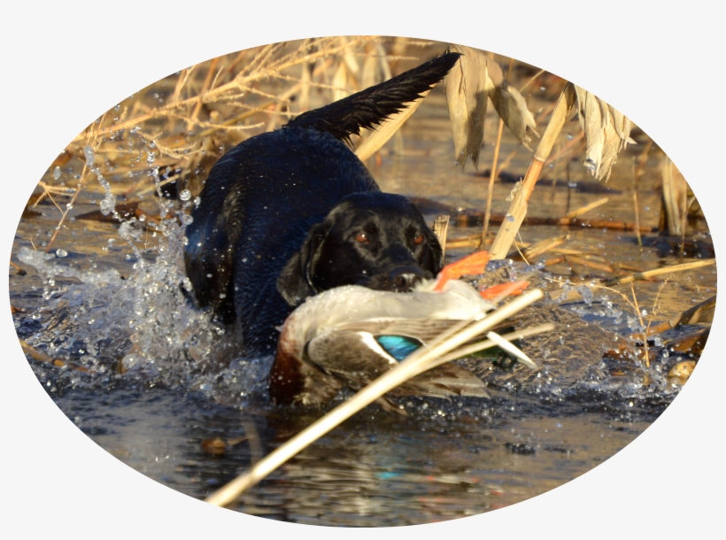 Rocca At Work - Dog Catches Something, transparent png download