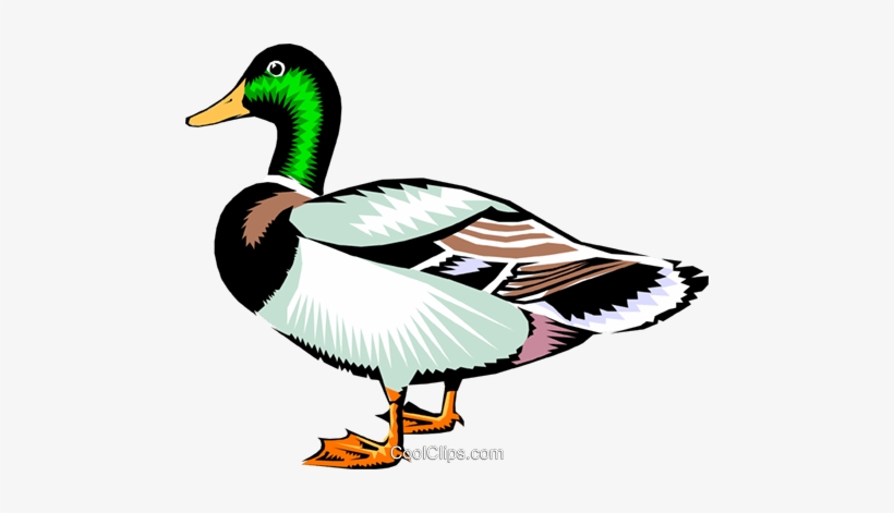 Clipart Duck Wild Duck - Duck Clipart, transparent png download