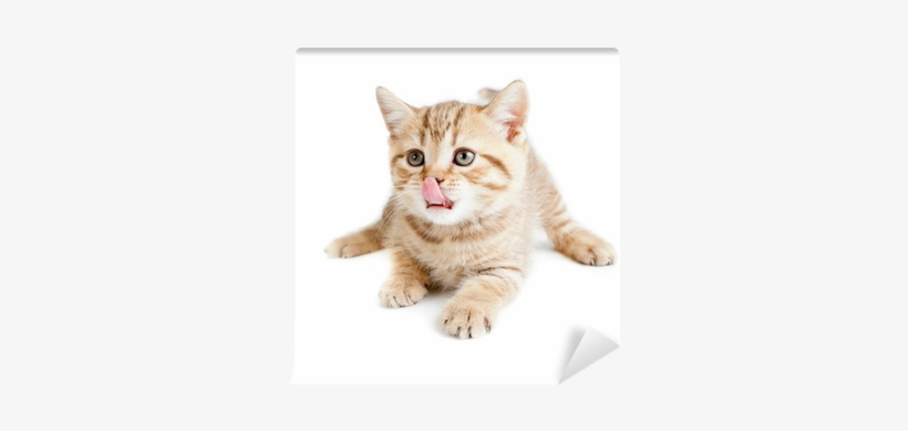 British Baby Cat Or Kitten Lying And Licking Nose Wall - ピースマイル(p-smile) キャットタワー キャットスタンド 爪とぎ ねこちゃん ベッド 隠れ家, transparent png download