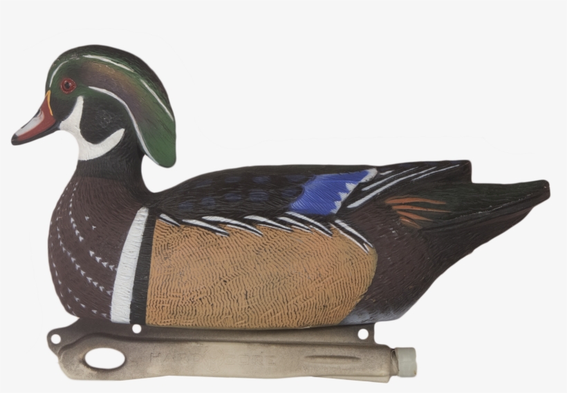 Rugged Wood Duck Drake Left Side, transparent png download