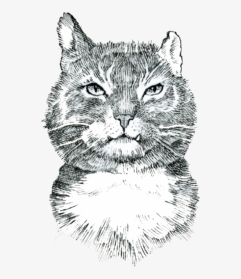 Alfie-2 - Portable Network Graphics, transparent png download