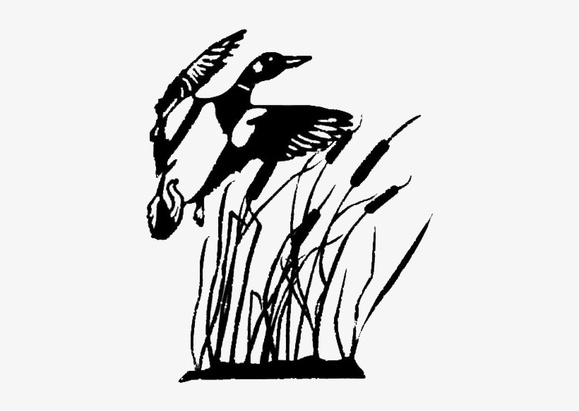 Duck Hunting Drawing At Getdrawings - Cat Tail Clip Art Black And White, transparent png download