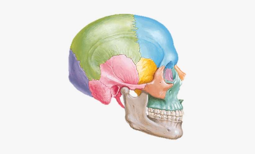 Restricted Skull Bones - Zygomatic Process And Auditory Meatus, transparent png download