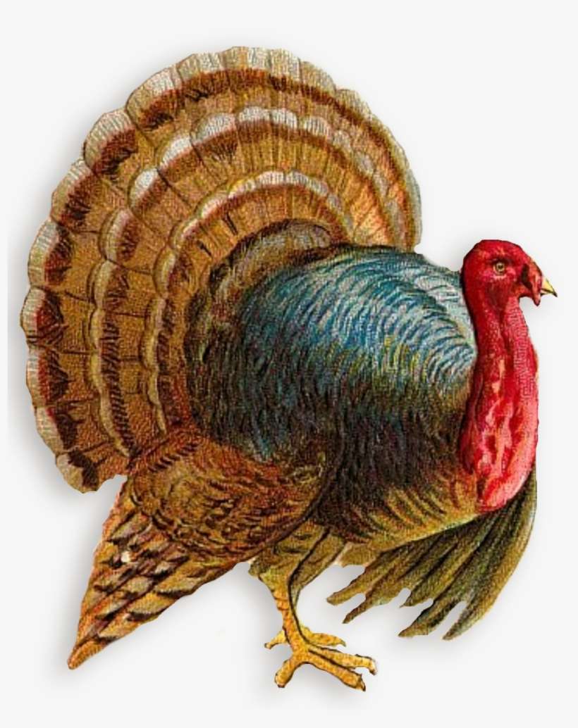 Turkey Png Clipart - Turkey Png Bird, transparent png download