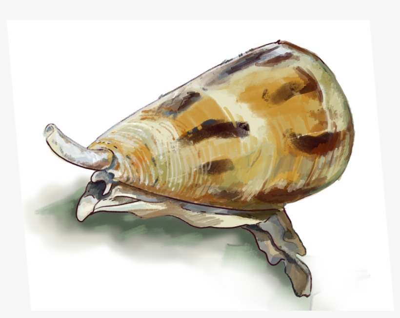 On In Your Mouth They Would Say "harpoons, Peptides, - Conus Magus, transparent png download