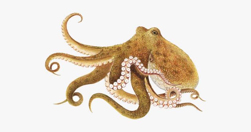 Octopus Free Download Png - Poulpe Png, transparent png download