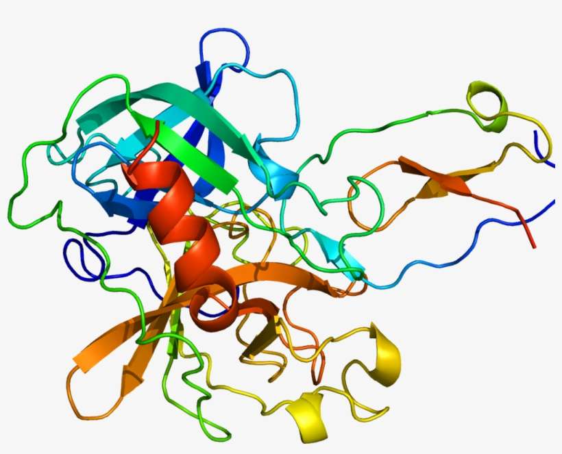 Elafin And The Elastic Shape Of The Gut, Are They Swarm - Estructura De Una Proteina Png, transparent png download