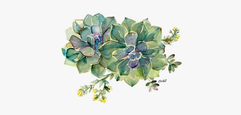 Very Small - Echeveria, transparent png download